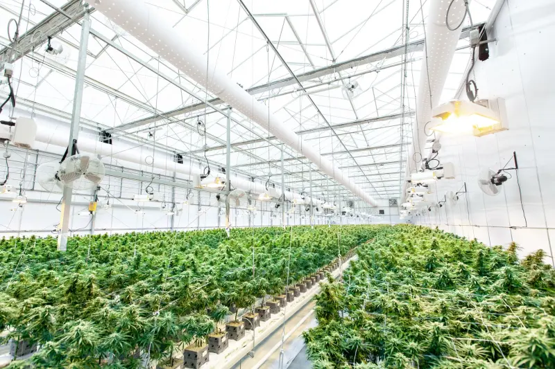 家用窗帘布艺面料性能对比：棉麻与涤纶的适用场景分析